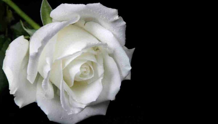 9 Tane Beyaz Gülün Anlamı Nedir?