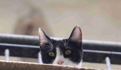 Antalya’da Mama Kahramanı Kedi Kurtarıldı!