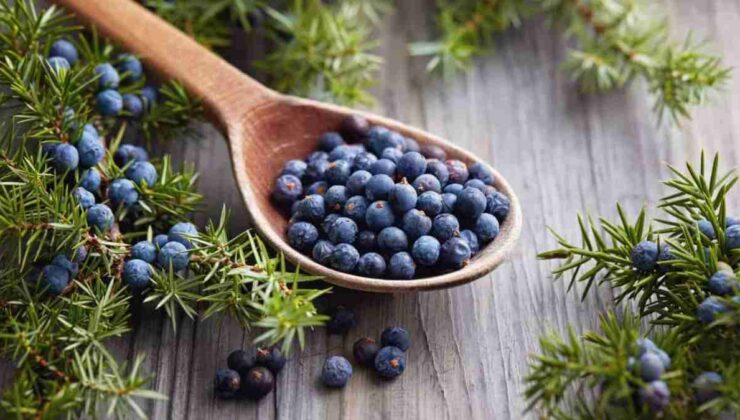 Cedar Berries Ne Demek? Cedar Berries Vozol Tadı Nasıl?