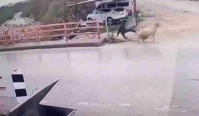Finike’de Koç Saldırısı: Yayalar Panikte!