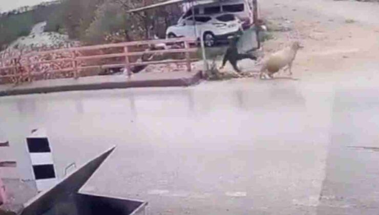 Finike’de Koç Saldırısı: Yayalar Panikte!