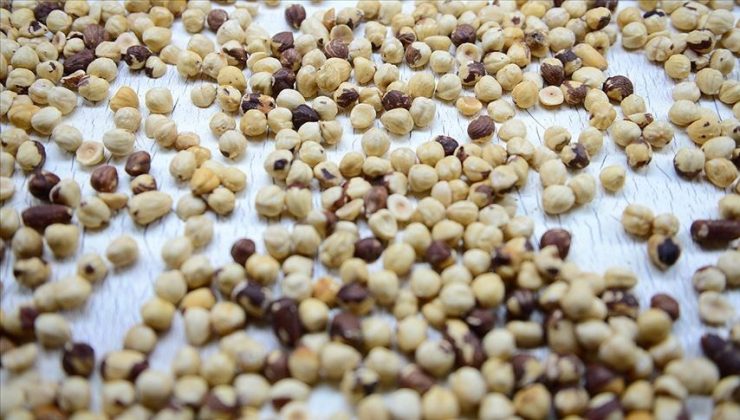 Aflatoksin Nedir? Zararları ve Önlemler
