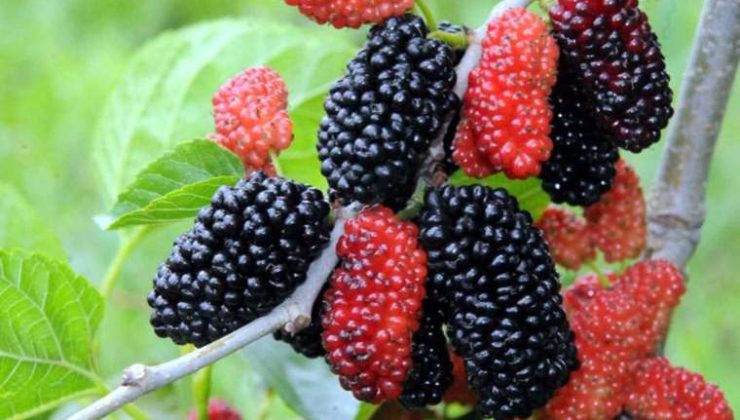 Karadutun Sağlık Faydaları ve Tüketim Önerileri